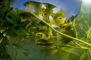 under Water-lily by Mathieu Foulquié 